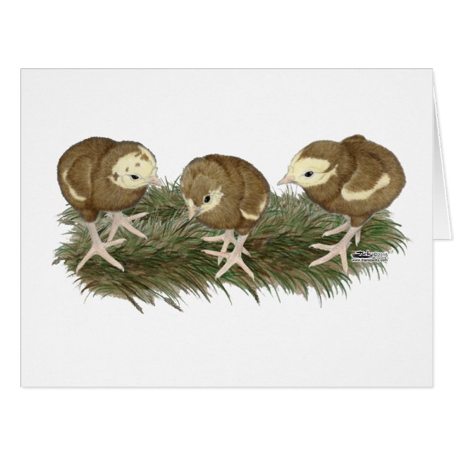 Turkey Chocolate Poults (Front Horizontal)