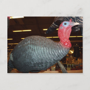 Turkey Decoy Postcard