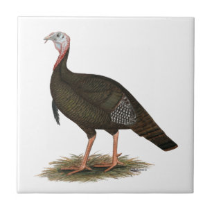 Turkey:  Eastern Wild Tom Ceramic Tile