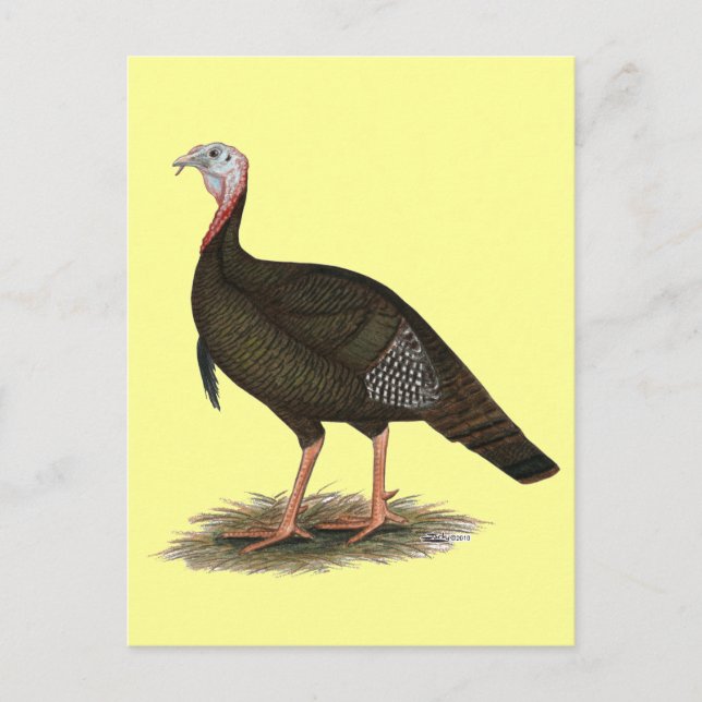 Turkey:  Eastern Wild Tom Postcard (Front)