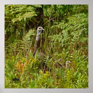 Turkey hen with chicks poster