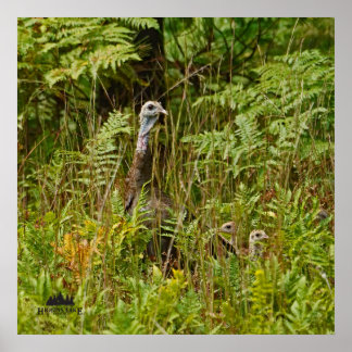 Turkey hen with chicks poster