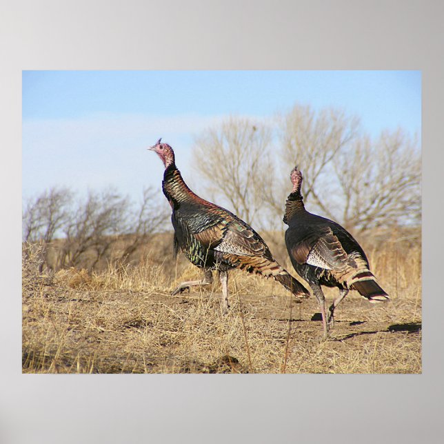 Turkey Horizon Poster (Front)