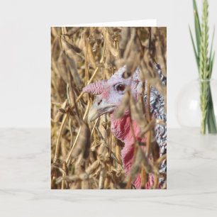 Turkey in Soybean Field Card