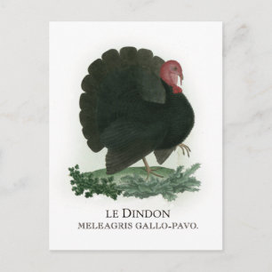 Turkey Postcard