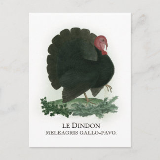 Turkey Postcard
