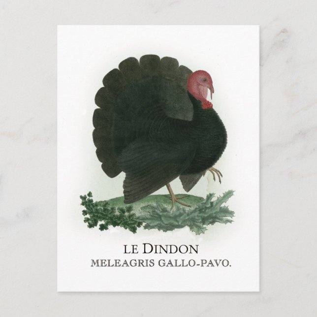 Turkey Postcard (Front)