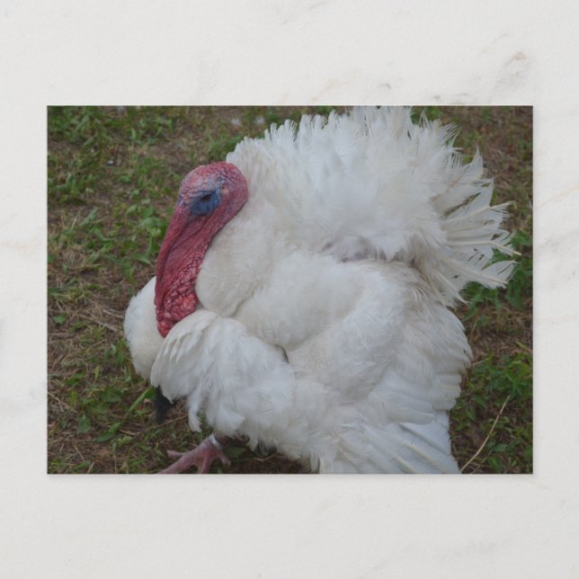 Turkey Postcard (Front)