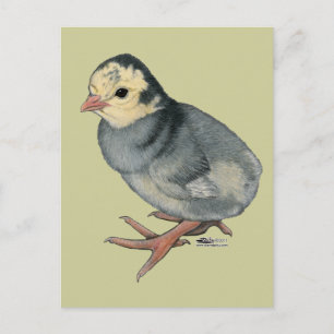 Turkey Poult Blue Slate Postcard