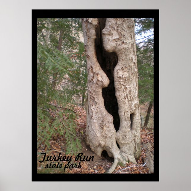 Turkey Run State Park, Hallow Tree Poster (Front)
