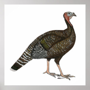 Turkey: Standard Bronze Hen Poster