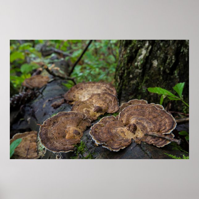 Turkey Tail Mushrooms Growing Naturally Poster (Front)