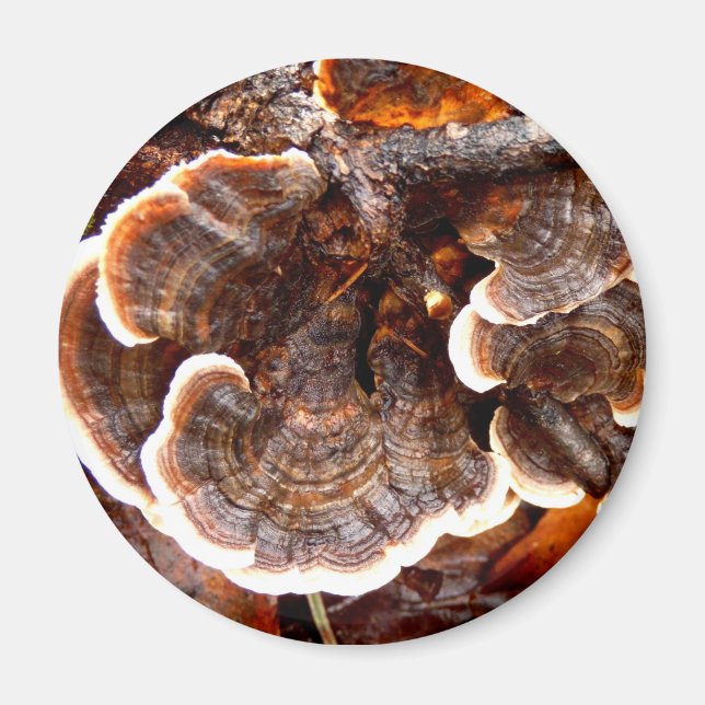 Turkey Tails Mushroom Magnet (Front)