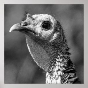 Turkey Up Close And Personal 24 x 24 Poster