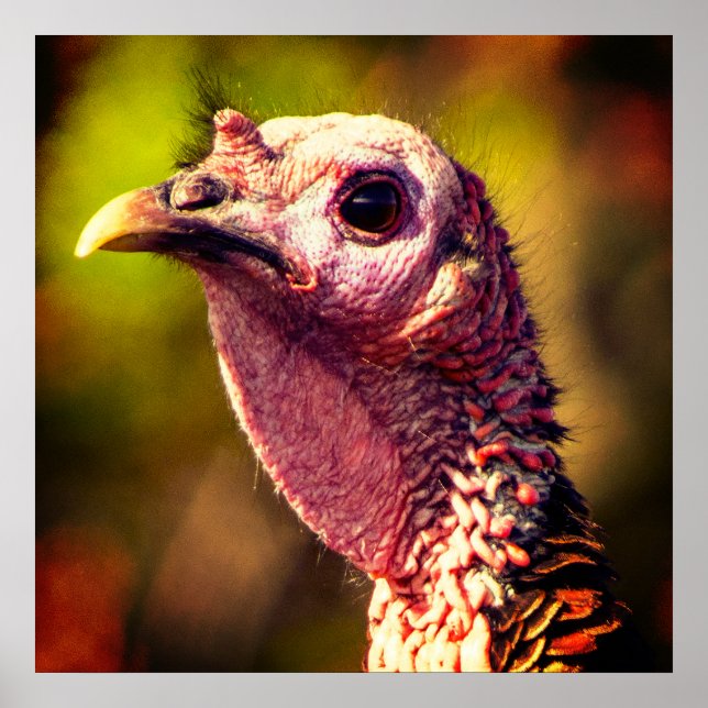 Turkey Up Close And Personal 24 x 24 Poster (Front)