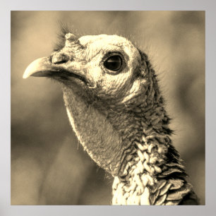 Turkey Up Close And Personal 24 x 24 Poster