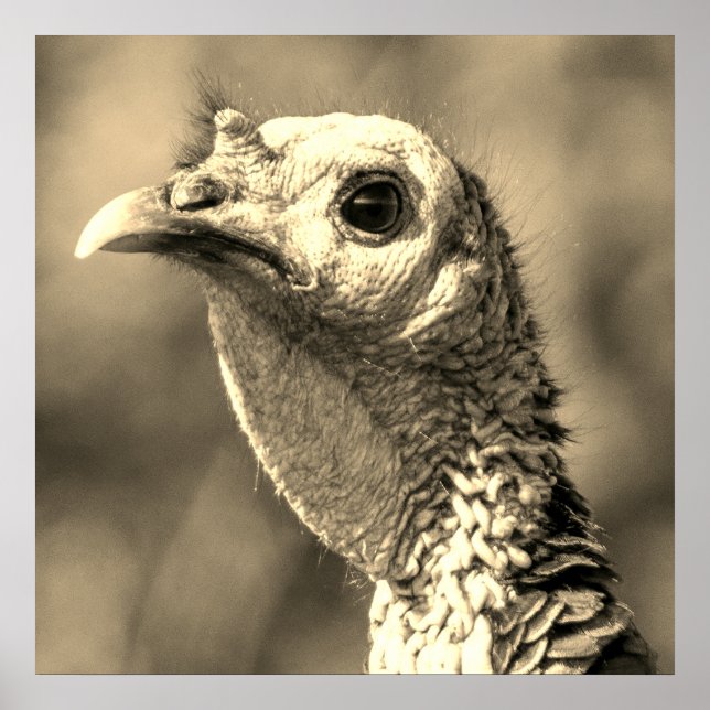 Turkey Up Close And Personal 24 x 24 Poster (Front)