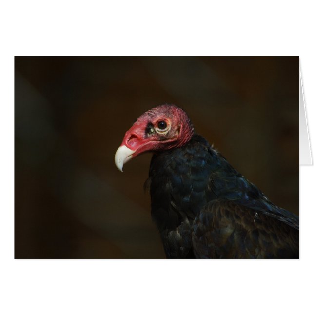 Turkey Vulture (Front Horizontal)