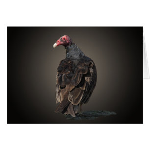 TURKEY VULTURE