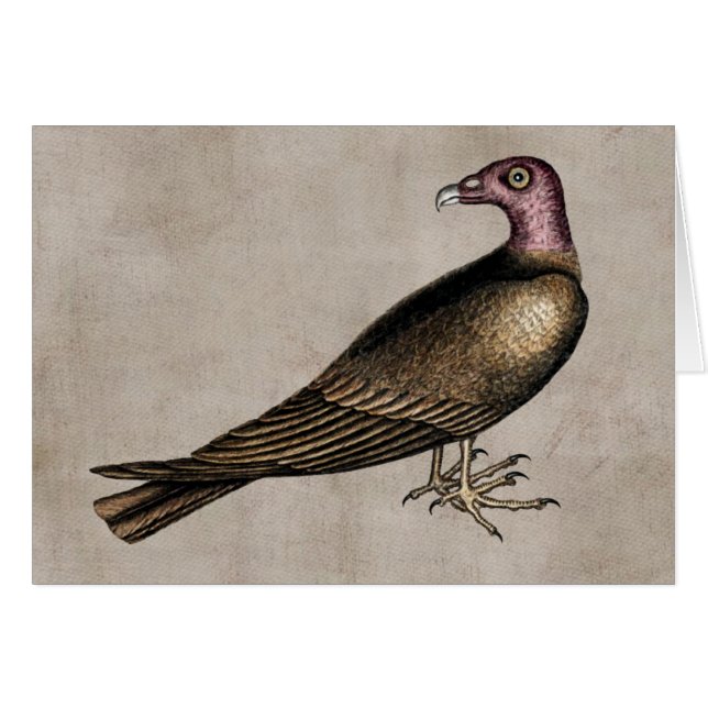 Turkey Vulture Card (Front Horizontal)