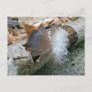 Turkey Vulture Feather Coordinating Items Postcard