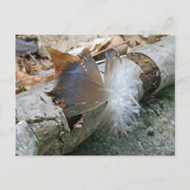 Turkey Vulture Feather Coordinating Items Postcard (Front)