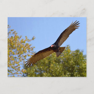 Turkey vulture in flight postcard