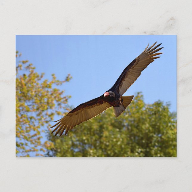 Turkey vulture in flight postcard (Front)