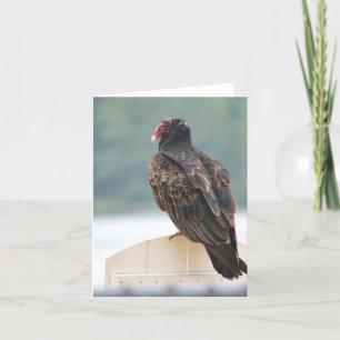 Turkey Vulture Notecard