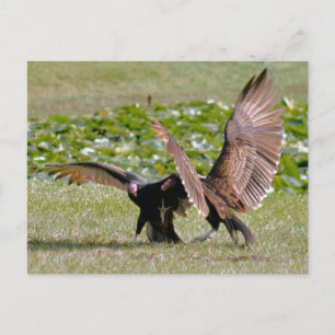 Turkey Vulture Photo Postcard