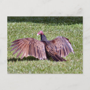 Turkey Vulture Photo Postcard