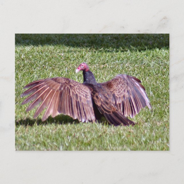 Turkey Vulture Photo Postcard (Front)
