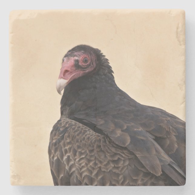 Turkey Vulture Portrait Stone Coaster (Front)