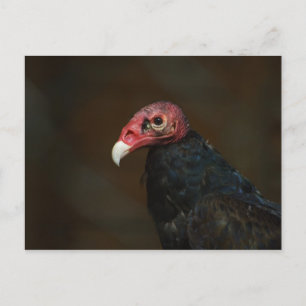 Turkey Vulture Postcard