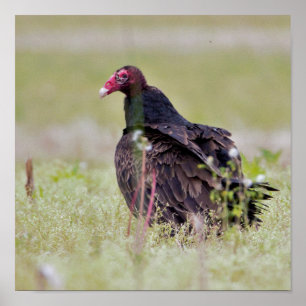 Turkey Vulture Poster