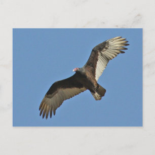 Turkey Vulture Soaring Postcard