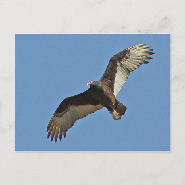 Turkey Vulture Soaring Postcard (Front)