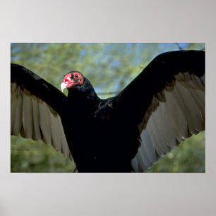 Turkey vulture spreading large wings poster