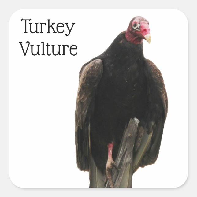 Turkey Vulture Square Sticker (Front)
