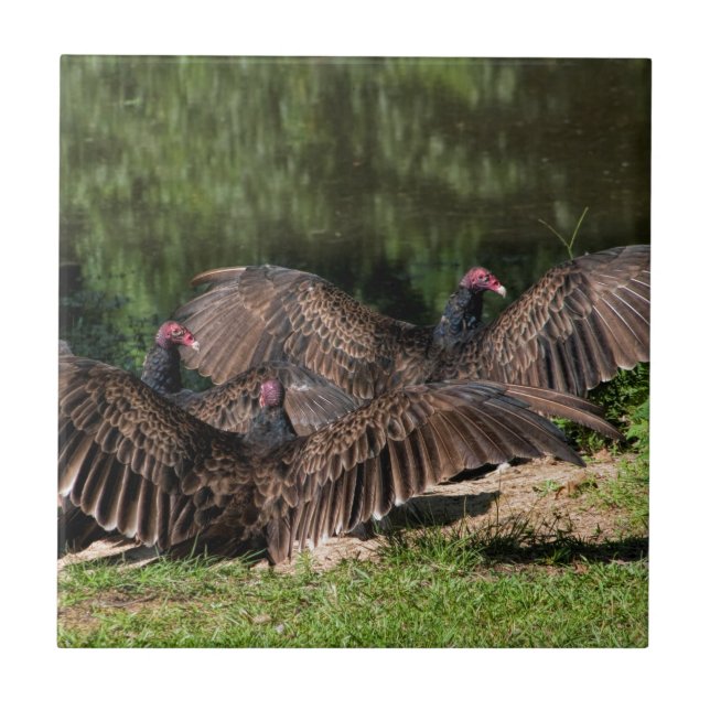 Turkey Vultures With Spread Wings Ceramic Tile (Front)