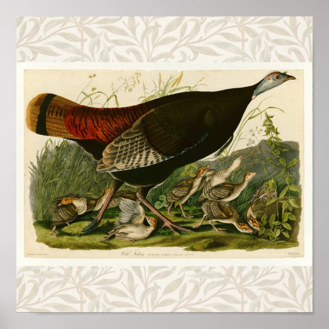 Turkey Wild Audubon Bird Painting Poster (Front)