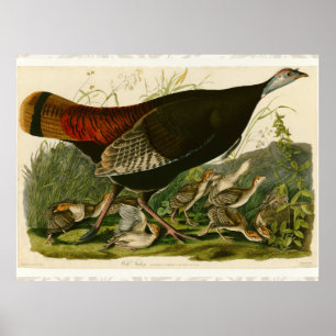 Turkey Wild Audubon Bird Painting Poster