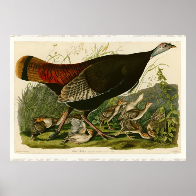 Turkey Wild Audubon Bird Painting Poster (Front)