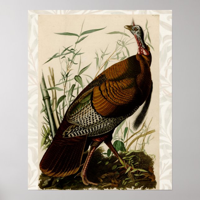 Turkey Wild Audubon Bird Painting Poster (Front)
