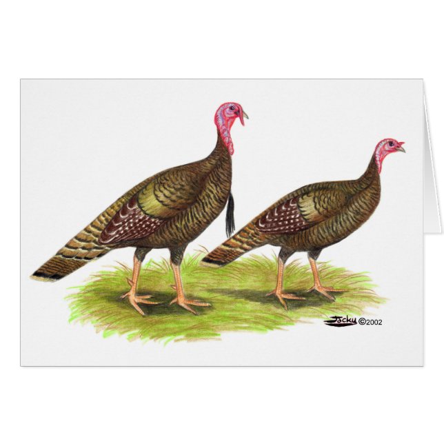 Turkey:  Wild Bronze (Front Horizontal)