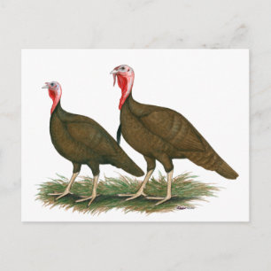 Turkeys:  Chocolate Postcard