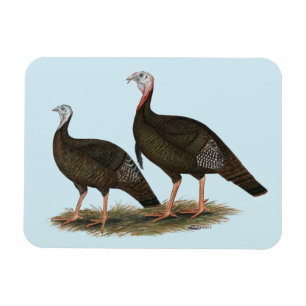 Turkeys Eastern Wild Pair Magnet