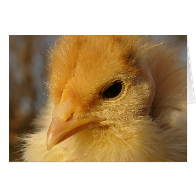 Turkin Chick (Front Horizontal)