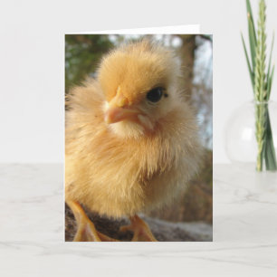 Turkin Chick Card