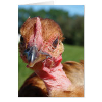 Turkin Pullet